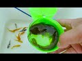 Collection Amazing Catch Turtles, Axolotls Fish, Ornamental Catfish, Snails & Ornamental Fish Video