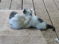 Two kittens play again