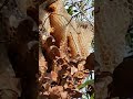 Wild Beehive honeycomb with workers close up