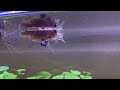African Butterfly Fish Breeding Ritual