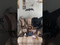 My beautiful space decorated for Autumn and Halloween 🦇 🤎