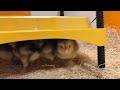 Radiant Heat Brooder Panels and Brooding Baby Chicks - McMurray Hatchery