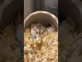 【ロボロフスキー多頭飼育153】飼い始め141日目！ベストなショット♪