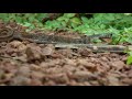 Snake and Cat | WILD LIFE 2020