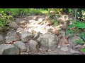 Beautiful Relaxing Nature | HIKING ADVENTURE QUEZON PALAWAN | NATURE SOUNDS | MOUNTAIN HIKING Stream