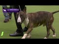 Bull Terriers (Colored) | Breed Judging 2023