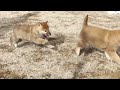 【柴犬】生後２ヵ月の赤柴の兄妹🐶🐶