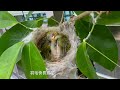 療癒小精靈~綠繡眼鳥從孵蛋,出生,餵養,到離巢 全紀錄. Full film of White-Eye Bird from hatching, birth, feeding, to fledging