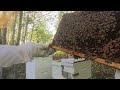 First Bee Hive Inspection