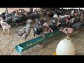 How to raise chicken in farm