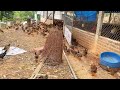 Free-range chickens | How to care for 30-day-old chickens to be less sick and healthy