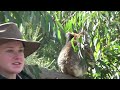 Koala Enclosure at Tidbinbilla Nature Reserve