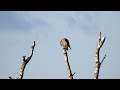 Slechtvalk poetst veren  /  Peregrine preens feathers.