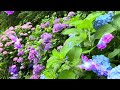 Giới thiệu con đường hoa Cẩm Tú Cầu SANGANESAN SKYLINE-JAPAN 2024(Introducing SANGANESAN SKYLINE2024
