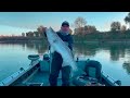 34 Pound Striper (Big Bait, Big Fish)