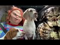 Chucky Army Invades Dogs' House: Funny Dog Maymo Calls Predator & Gets Surprise Car Ride