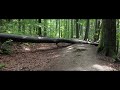 Relaxed Walk through a rainy Beech Forest with Nature Sounds for Sleep and Relaxation | ASMR