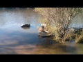 Dot stuck on a flooded island