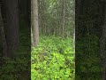 Black Bear Follows Hiker