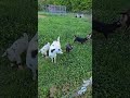 Goats on the Run!