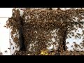 Beekeeper Fail #2