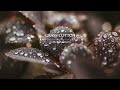 Calm rain sounds and emotional piano music l GRASS COTTON+