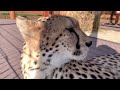 What a hunter! Gerda the cheetah trying to catch prey!