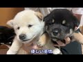 【柴犬 子犬】母犬による上下関係の教育が始まって戦々恐々な子犬