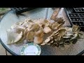 Wild oyster mushrooms