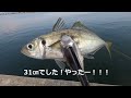 【秋田 釣り】カゴ釣りで尺アジを釣って刺身で食う！