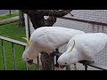 #foryou #birds #follow #viralvideo #cackatoo #subscribe 🦜🕊❤️😊