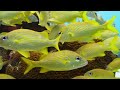 Aquarium 4K (ULTRA HD) 🐠 MOST BEAUTIFUL FISHES IN THE WORLD 4K ULTRA HD 🐠 Relaxing Sleep Music #16